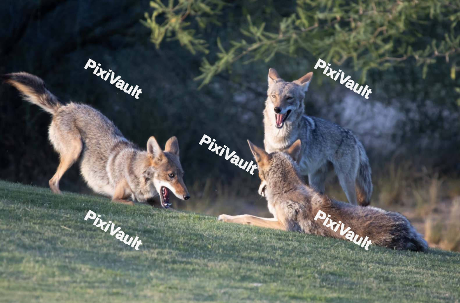 Coyotes playing